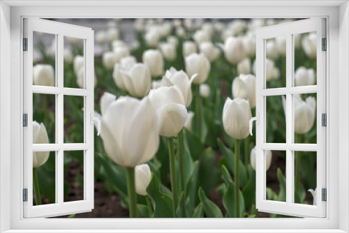 Fototapeta Naklejka Na Ścianę Okno 3D - white tulips