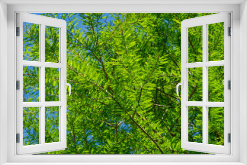 Fototapeta Naklejka Na Ścianę Okno 3D - Close-up of green graceful foliage Bald Cypress Taxodium Distichum (swamp, white-cypress, gulf or tidewater red cypress) in public landscape city Park Krasnodar or Galitsky Park in sunny spring 2021