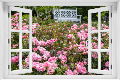 Fototapeta Naklejka Na Ścianę Okno 3D - Small rose garden with pink floribunda roses and white garden bench in background.