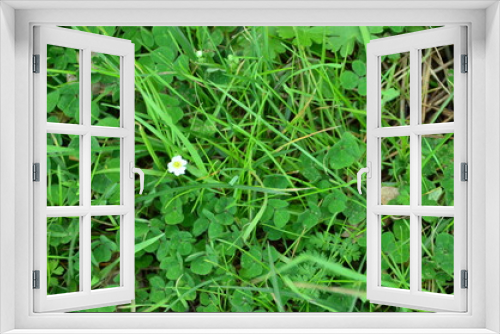 Fototapeta Naklejka Na Ścianę Okno 3D - green grass in the garden