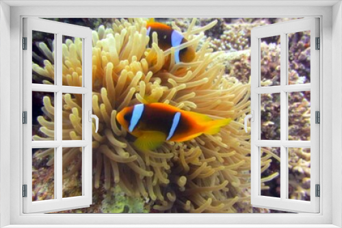 Fototapeta Naklejka Na Ścianę Okno 3D - Clam fish in the red sea