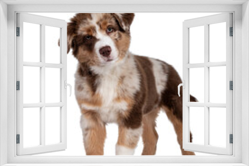 Fototapeta Naklejka Na Ścianę Okno 3D - Cute red merle white with tan Australian Shepherd aka Aussie dog pup, standing facing front. Looking towards camera with cute head tilt, mouth closed. Isolated on a white background.