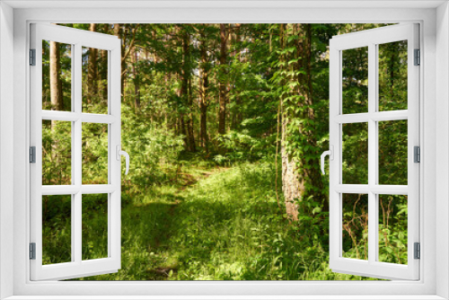 Fototapeta Naklejka Na Ścianę Okno 3D - leśna letnia ścieżka