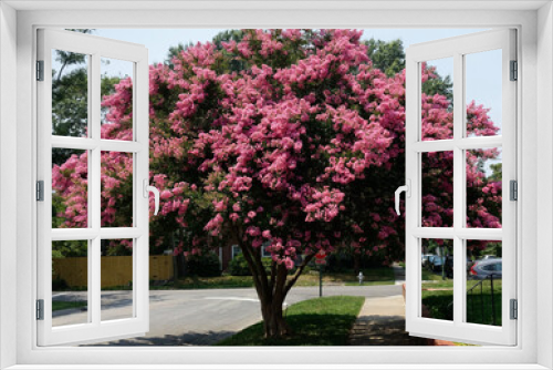 Fototapeta Naklejka Na Ścianę Okno 3D - Raspberry colored crepe myrtle tree in Virginia residential neighborhood. Crape or crepe myrtles are chiefly known for their colorful and long-lasting flowers which occur in summer.