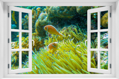 Fototapeta Naklejka Na Ścianę Okno 3D - セジロクマノミ
Orange skunk clownfish