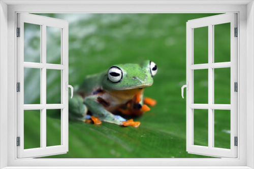 Fototapeta Naklejka Na Ścianę Okno 3D - Flying frog closeup face on branch, Javan tree frog closeup image