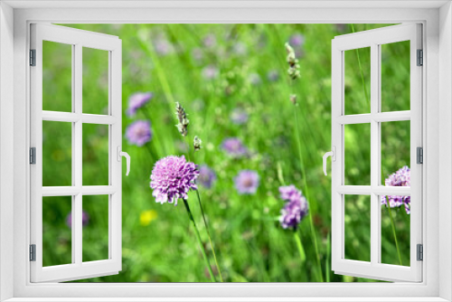 Fototapeta Naklejka Na Ścianę Okno 3D - Lila Alpenblumen