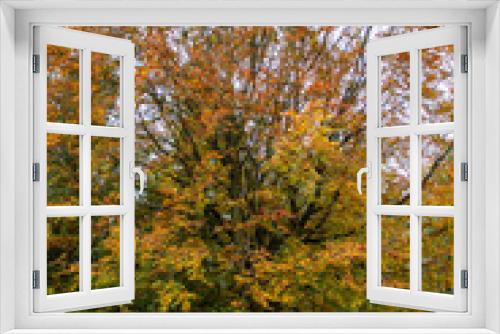 Fototapeta Naklejka Na Ścianę Okno 3D - Cooper Beech Tree in Autumn 