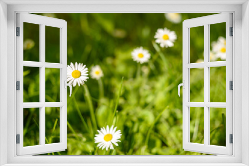 Fototapeta Naklejka Na Ścianę Okno 3D - Common white daisy growing flowers on grass. Bellis perennis