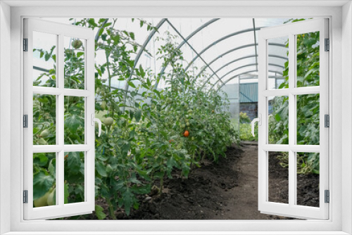 Fototapeta Naklejka Na Ścianę Okno 3D - tomato in the greenhouse