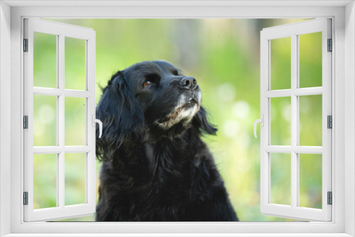 Fototapeta Naklejka Na Ścianę Okno 3D - Profile Portrait of a beautiful, old black spaniel dog on a natural bright green grass background.