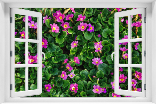 Fototapeta Naklejka Na Ścianę Okno 3D - Purple flowers in flat style