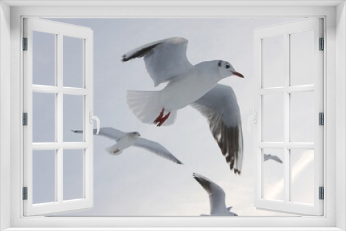 Fototapeta Naklejka Na Ścianę Okno 3D - Möwen im Winter