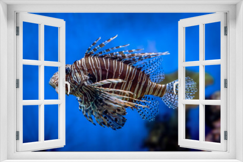 Fototapeta Naklejka Na Ścianę Okno 3D - Red Lionfish - Pterois volitans or zebrafish is a venomous coral reef fish in the family Scorpaenidae. Close-up a striped predatory fish in a blue backlit fish tank