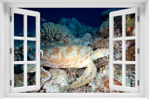 Fototapeta Naklejka Na Ścianę Okno 3D - A turtle in the sea