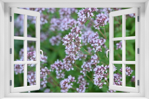 Fototapeta Naklejka Na Ścianę Okno 3D - Blooming oregano.