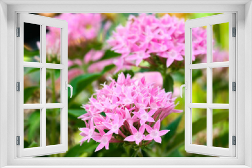 Fototapeta Naklejka Na Ścianę Okno 3D - Pentas blooming with pink flowers (Latin - Pentas)