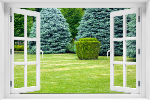 Fototapeta Naklejka Na Ścianę Okno 3D - evergreen coniferous trees on a lawn with a grass and a trimmed square bush in a park, summer green nature landscape with copy space on meadow, nobody.
