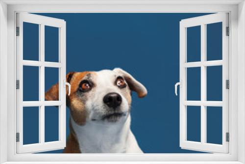 Fototapeta Naklejka Na Ścianę Okno 3D - Portrait of a dog on a blue background
