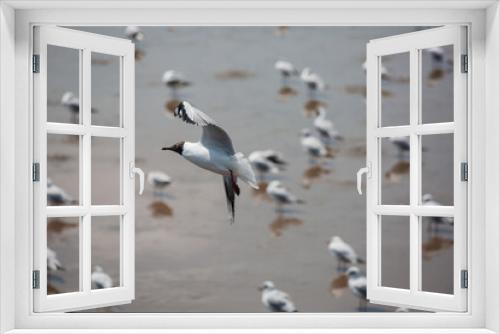 Fototapeta Naklejka Na Ścianę Okno 3D - Seagulls flying high with wide spread wings towards