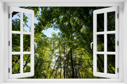 Fototapeta Naklejka Na Ścianę Okno 3D - trees with green foliage in the summer