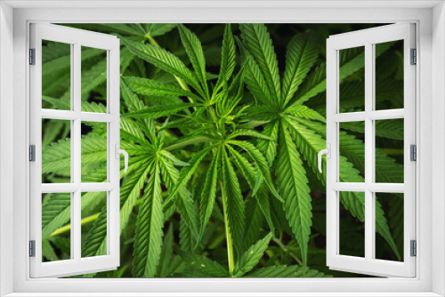 Fototapeta Naklejka Na Ścianę Okno 3D - Marijuana leaves, cannabis on a dark background, beautiful background, indoor cultivation