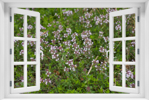 Fototapeta Naklejka Na Ścianę Okno 3D - Thymus serpyllum in bloom