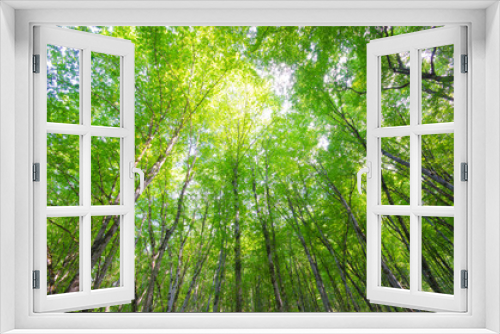 Fototapeta Naklejka Na Ścianę Okno 3D - Green forest in bright summer day