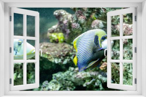 Fototapeta Naklejka Na Ścianę Okno 3D - fish imperial angel on a background of coral, Pomacanthus imperator