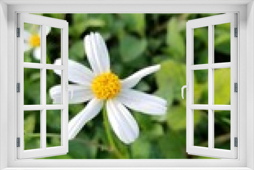 Fototapeta Naklejka Na Ścianę Okno 3D - white daisy flower