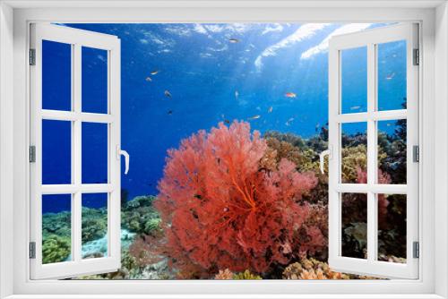 Fototapeta Naklejka Na Ścianę Okno 3D - A picture of the coral reef