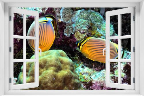 Fototapeta Naklejka Na Ścianę Okno 3D - A picture of two exquisite butterflyfish