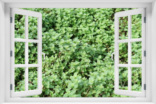 Fototapeta Naklejka Na Ścianę Okno 3D - Kitchen Mint, Marsh Mint background, marsh mint or melissa officinalis trees 