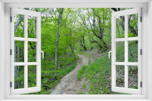 Fototapeta Naklejka Na Ścianę Okno 3D - Mountain hiking trail. Gravel road in a wooded area, first-person view of the path. Roadside trees.