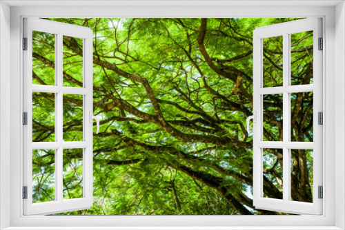 Fototapeta Naklejka Na Ścianę Okno 3D - Green trees in the park as a background