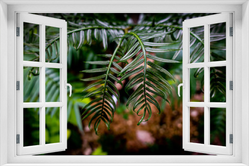 Fototapeta Naklejka Na Ścianę Okno 3D - シダ/植物