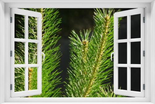 Fototapeta Naklejka Na Ścianę Okno 3D - Pine (Pinus sylvestris)
