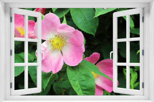 Fototapeta Naklejka Na Ścianę Okno 3D - Pink Glaucous dog rose bloom, Derbyshire England
