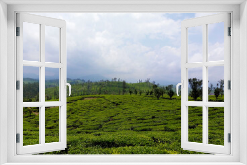 Fototapeta Naklejka Na Ścianę Okno 3D - tea plantation