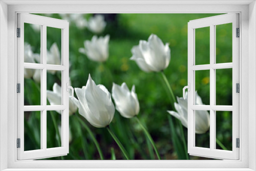Fototapeta Naklejka Na Ścianę Okno 3D - White tulip flowers. Tulips blooming in the field.