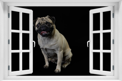 Fototapeta Naklejka Na Ścianę Okno 3D - Pug carlino pet puppy dog animal play funny in the black background
