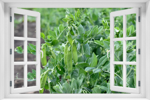 Fototapeta Naklejka Na Ścianę Okno 3D - Green peas in pods on a garden bed