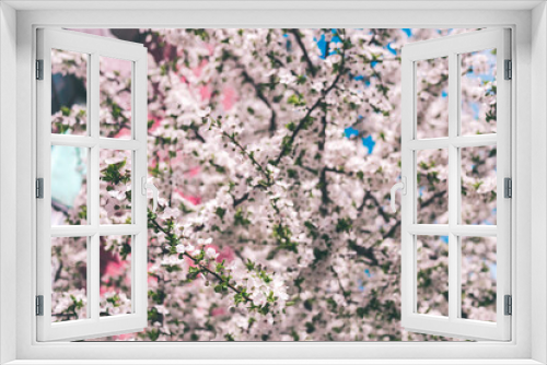 Fototapeta Naklejka Na Ścianę Okno 3D - Sakura blossoming branch close up. Beautiful blooming cherry on a light background.