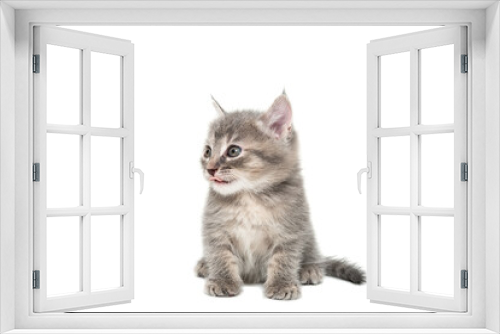 Fototapeta Naklejka Na Ścianę Okno 3D - Gray kitten isolated on a white background.