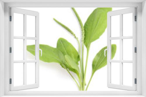 Fototapeta Naklejka Na Ścianę Okno 3D - Broadleaf plantain with seeds on white background, top view. Medicinal herb