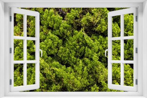 Fototapeta Naklejka Na Ścianę Okno 3D - 植物