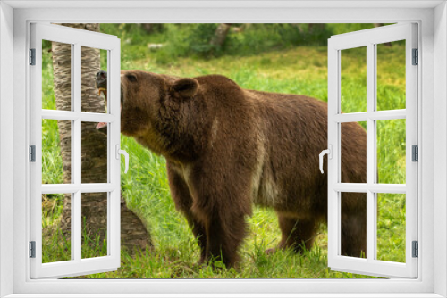 Fototapeta Naklejka Na Ścianę Okno 3D - Grizzly meadow stroll