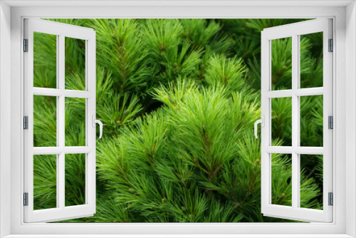 Fototapeta Naklejka Na Ścianę Okno 3D - Spruce branch. Beautiful branch of spruce with needles. Christmas tree in nature. Green spruce. Spruce close up.