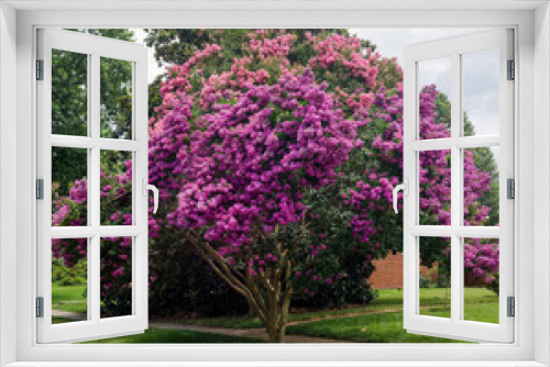 Fototapeta Naklejka Na Ścianę Okno 3D - Raspberry colored crepe myrtle tree in Virginia residential neighborhood