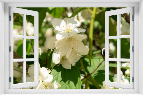 Fototapeta Naklejka Na Ścianę Okno 3D - Jasmine flower beautifully blooming in the garden. Branch with white flowers close up.